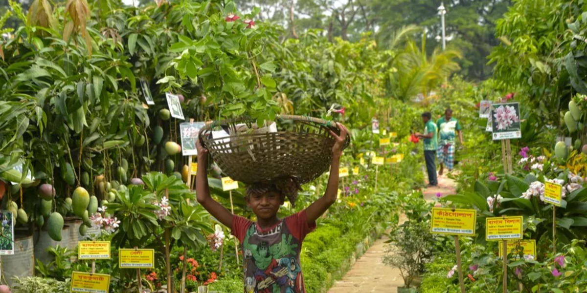 25% of total land area by 2030: Bangladesh sets ambitious tree cover expansion goal