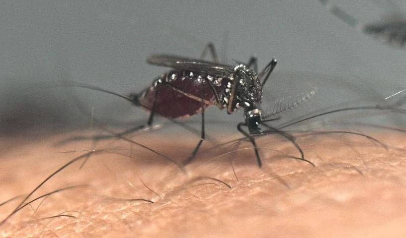 Dengue, mosquito-borne diseases rising in Europe: EU