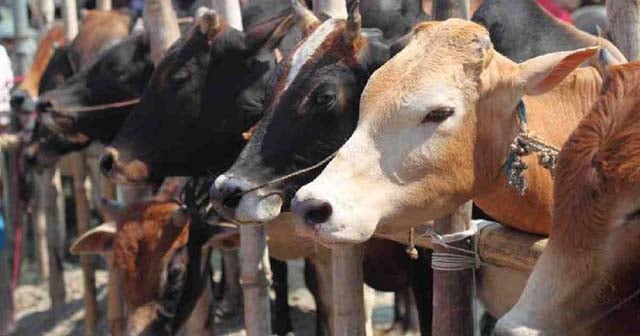 Sales of sacrificial animals begin tomorrow at 22 cattle markets in capital
