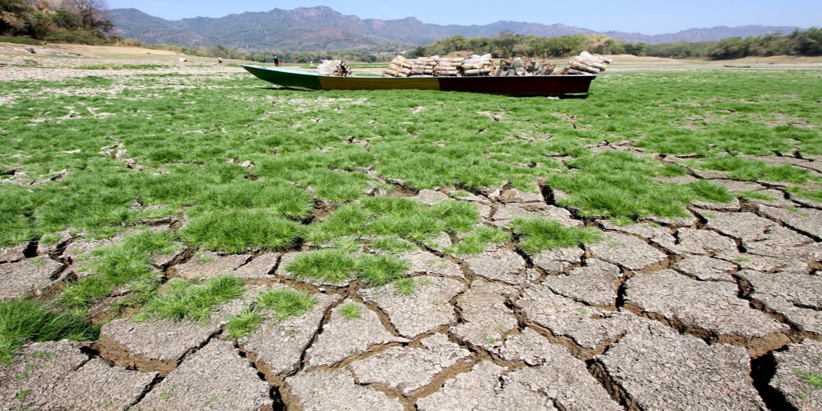 Climate issues to cut Brazil's 2024 grain harvest by 5.9%