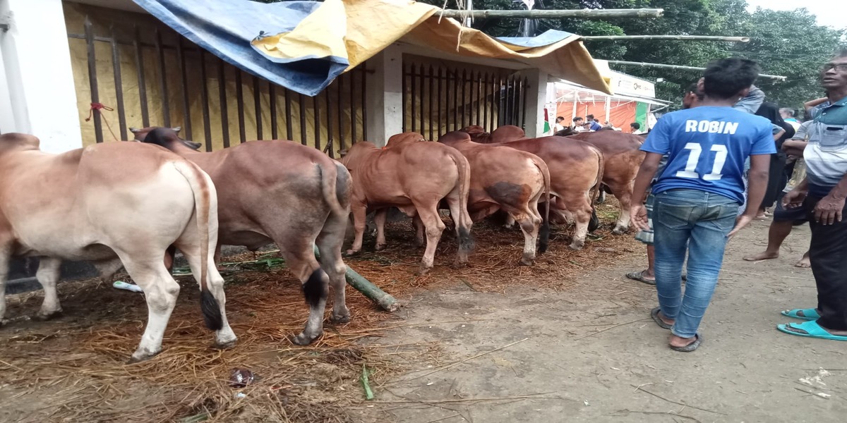 Eid-ul-Azha: Sales of sacrificial animals gaining momentum in capital