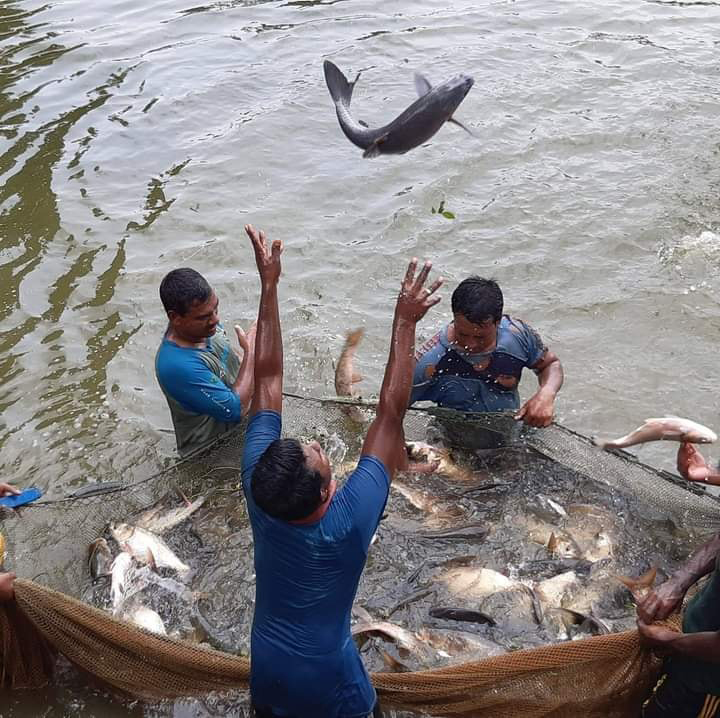 People flock to India's Hyderabad to swallow live fish
