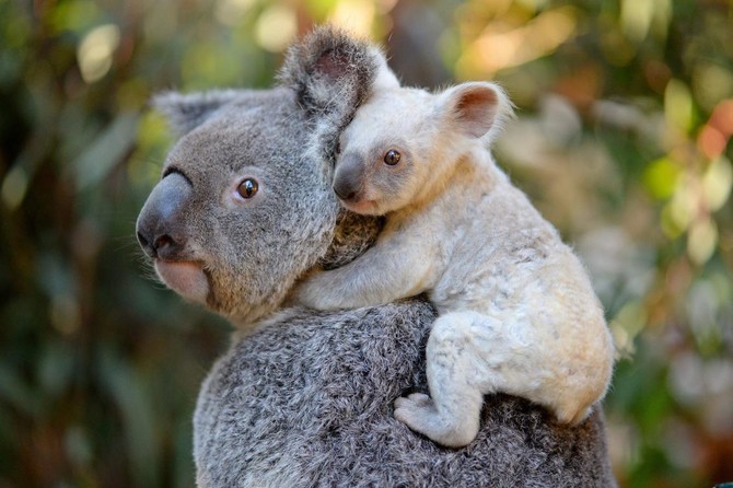 Tasmania entices winter tourists with 'odd jobs' offer
