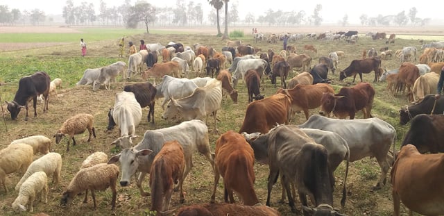 Rajshahi self-reliant in milk, meat
