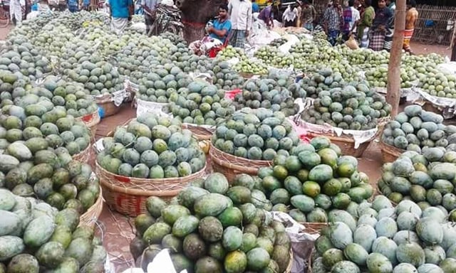 Mango business gains momentum in Rajshahi
