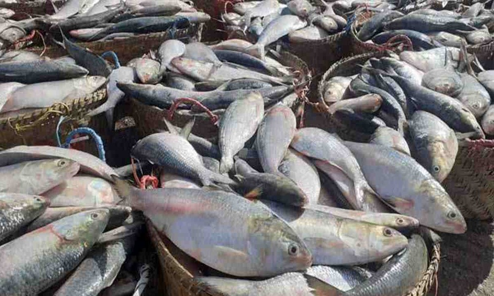 22-day ban on Hilsa fishing to begin from Oct 13