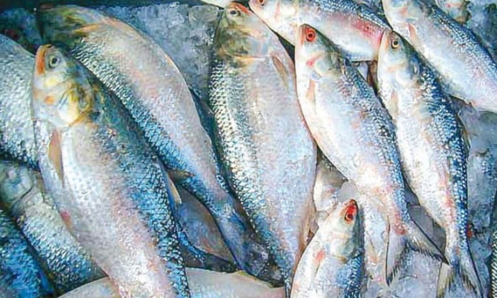 Writ petition seeks permanent ban on export of hilsa