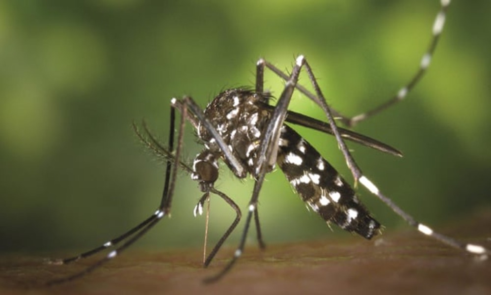 8 dengue patients die, 1,221 hospitalized in last 24 hrs