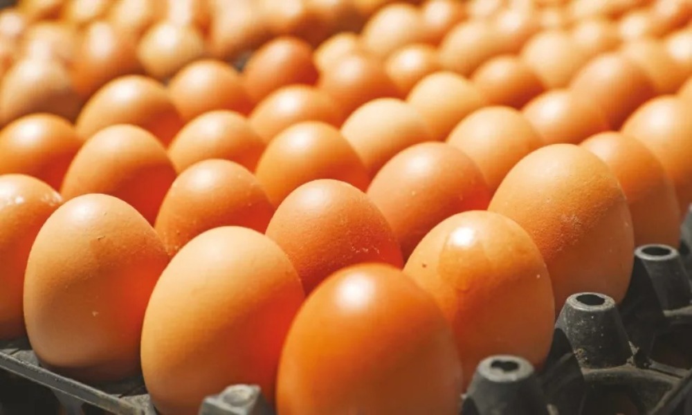 Govt to import 40.5mn eggs to stabilise market