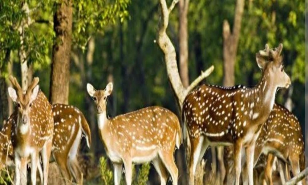 Tk 3.61cr revenue earned from Sundarbans tourism in 2023-24FY