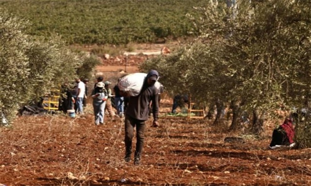 Gaza war, settler attacks ruin Palestinian olive harvest